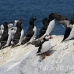 puffin_atlantic_msi_h_2133_can1250.jpg